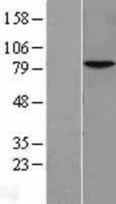 Western Blot: NKRF Overexpression Lysate [NBL1-13657]