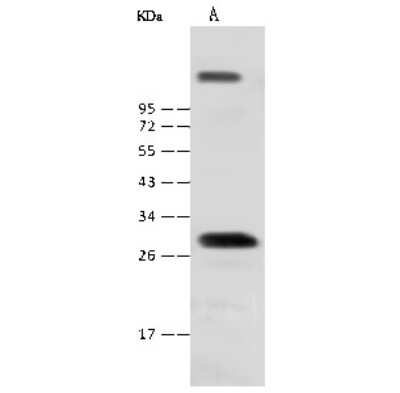 Western Blot: NKX1-2 Antibody [NBP2-99300]