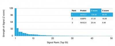 Protein Array: NKX2.2 Antibody (NX2/1523) [NBP2-53200]