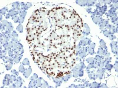 Immunohistochemistry-Paraffin: NKX2.2 Antibody (NX2/294) - Azide and BSA Free [NBP2-33058]