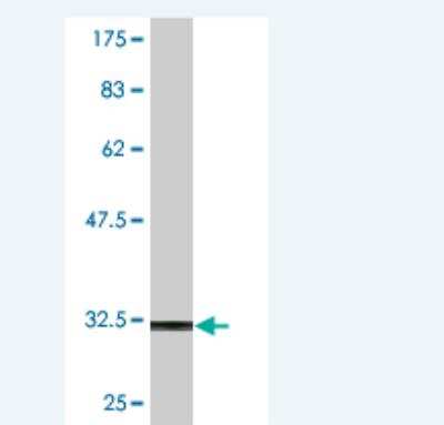 Western Blot: NKX2.3 Antibody (4F4) [H00159296-M02]