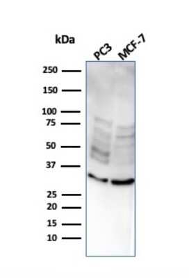 Western Blot: NKX2.8 Antibody (NKX28/2547)Azide and BSA Free [NBP3-08561]