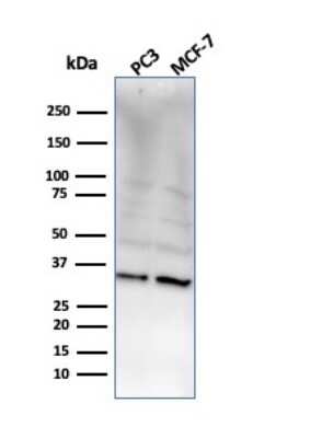 Western Blot: NKX2.8 Antibody (NKX28/2548)Azide and BSA Free [NBP3-08638]