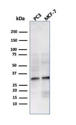 Western Blot: NKX2.8 Antibody (NKX28/3233R)Azide and BSA Free [NBP3-08653]