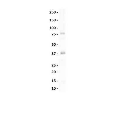 Western Blot: NKX2.3 Antibody [NBP2-85385]