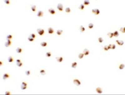 Immunocytochemistry/ Immunofluorescence: NKX2-4 Antibody - BSA Free [NBP2-81760]