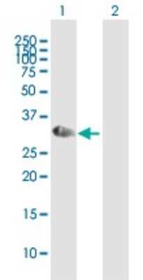 Western Blot: NKX2.8 Antibody [H00026257-B01P]