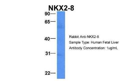Western Blot: NKX2.8 Antibody [NBP2-87923]