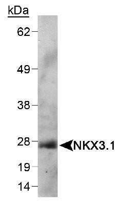 Western Blot: NKX3.1 Antibody (0361)Azide and BSA Free [NBP2-80880]