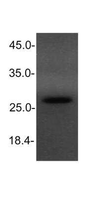 Western Blot: NKX3.1 Antibody (0361)BSA Free [NB100-1828]