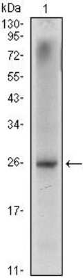 Western Blot: NKX3.1 Antibody (4H4)BSA Free [NBP1-51609]