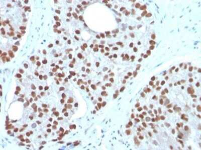 Immunohistochemistry-Paraffin: NKX3.1 Antibody (NKX3.1/3350) - Azide and BSA Free [NBP3-08572]