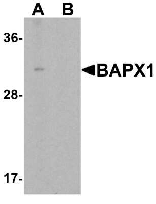 Western Blot: NKX3-2 AntibodyBSA Free [NBP1-76541]