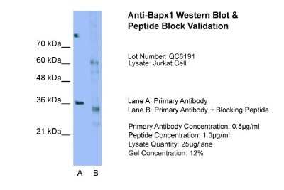 Western Blot: NKX3-2 Antibody [NBP1-80213]