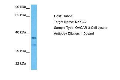 Western Blot: NKX3-2 Antibody [NBP2-87927]