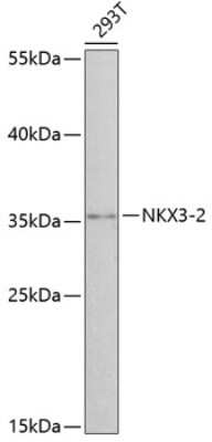 Western Blot: NKX3-2 AntibodyAzide and BSA Free [NBP2-93813]