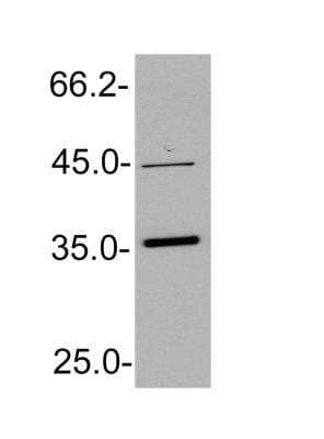 Western Blot: NKX3.1 AntibodyBSA Free [NB100-492]