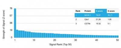 Protein Array: NKX6.1 Antibody (NKX61/2561) - Azide and BSA Free [NBP2-79872]