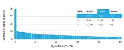 Protein Array: NKX6.1 Antibody (NKX61/2561) [NBP2-79737]
