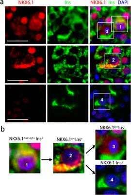 Immunohistochemistry: NKX6.1 Antibody - BSA Free [NBP1-49672]