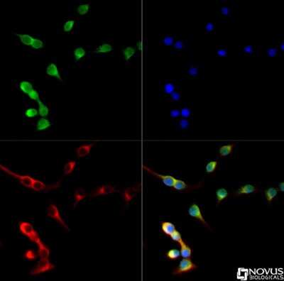 Immunocytochemistry/ Immunofluorescence: NKX6.1 Antibody - BSA Free [NBP1-49672]