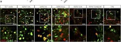 Immunocytochemistry/ Immunofluorescence: NKX6.1 Antibody [NBP1-82553]