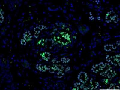 Immunohistochemistry-Paraffin: NKX6.1 Antibody - BSA Free [NBP1-49672]