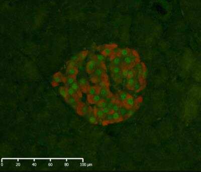 Immunohistochemistry-Paraffin: NKX6.1 Antibody - BSA Free [NBP1-49672]