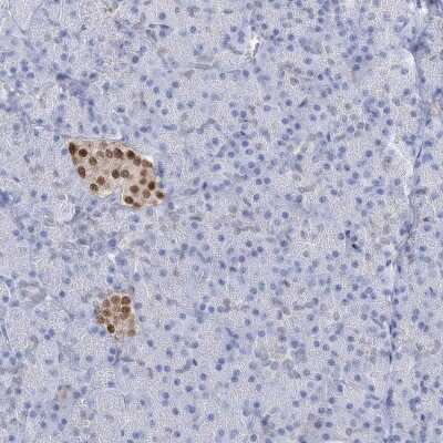 Immunohistochemistry-Paraffin: NKX6.1 Antibody [NBP1-82553]