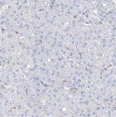 Immunohistochemistry-Paraffin: NKX6.1 Antibody [NBP1-82553]