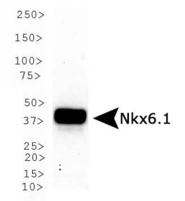 Western Blot: NKX6.1 AntibodyBSA Free [NBP1-49672]