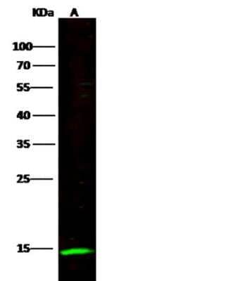 Western Blot: NKp30/NCR3 Antibody (012) [NBP2-89525]