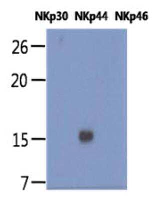 Western Blot: NKp44/NCR2 Antibody (1G6)BSA Free [NBP2-42683]