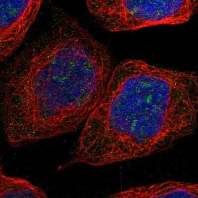 Immunocytochemistry/ Immunofluorescence: NLE1 Antibody [NBP1-83860]