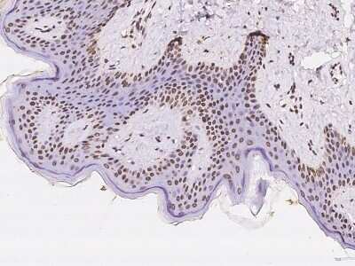 Immunohistochemistry-Paraffin: NLE1 Antibody [NBP2-98646]