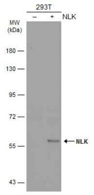 Western Blot: NLK Antibody [NBP1-32264]