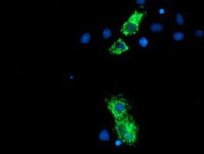 Immunocytochemistry/ Immunofluorescence: Neurolysin Antibody (OTI1D6) [NBP2-01693]