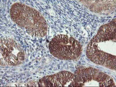 Immunohistochemistry-Paraffin: Neurolysin Antibody (OTI1D6) [NBP2-01693]