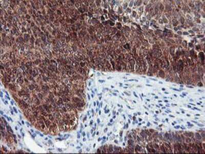 Immunohistochemistry-Paraffin: Neurolysin Antibody (OTI1D6) [NBP2-01693]