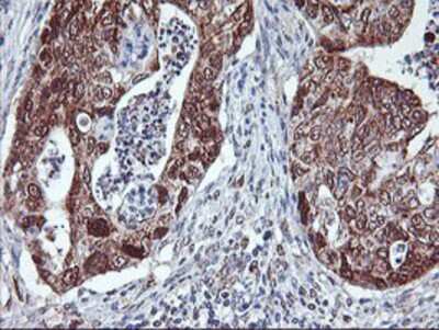Immunohistochemistry-Paraffin: Neurolysin Antibody (OTI1D6) [NBP2-01693]