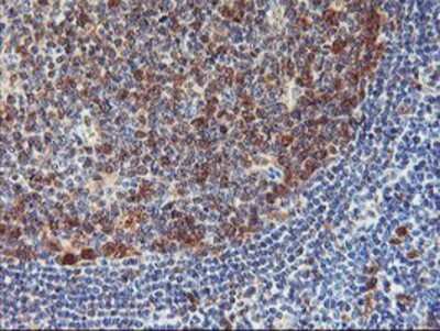 Immunohistochemistry-Paraffin: Neurolysin Antibody (OTI1D6) [NBP2-01693]