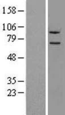 Western Blot: Neurolysin Overexpression Lysate [NBL1-13670]