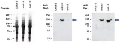 Western Blot: NLRC3 Antibody (Eowyn-1)BSA Free [NBP2-80084]