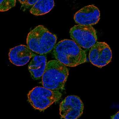 Immunocytochemistry/ Immunofluorescence: NLRC3 Antibody [NBP2-55926]