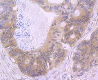 Immunohistochemistry-Paraffin: NLRC3 Antibody [NBP2-75593]