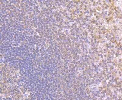 Immunohistochemistry-Paraffin: NLRC3 Antibody [NBP2-75593]