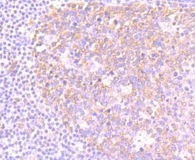 Immunohistochemistry-Paraffin: NLRC3 Antibody [NBP2-75593]