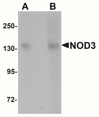 Western Blot: NLRC3 AntibodyBSA Free [NBP2-41123]