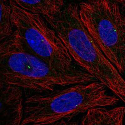 Immunocytochemistry/ Immunofluorescence: NLRC5 Antibody [NBP2-56201]