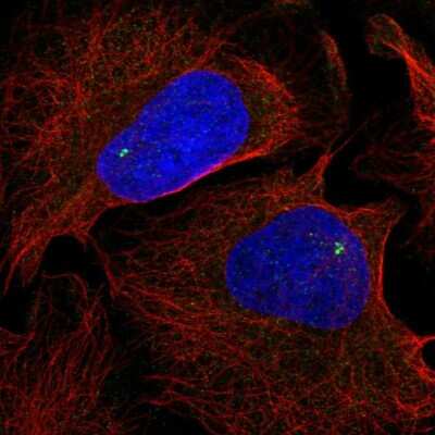 Immunocytochemistry/ Immunofluorescence: NLRC5 Antibody [NBP2-57028]